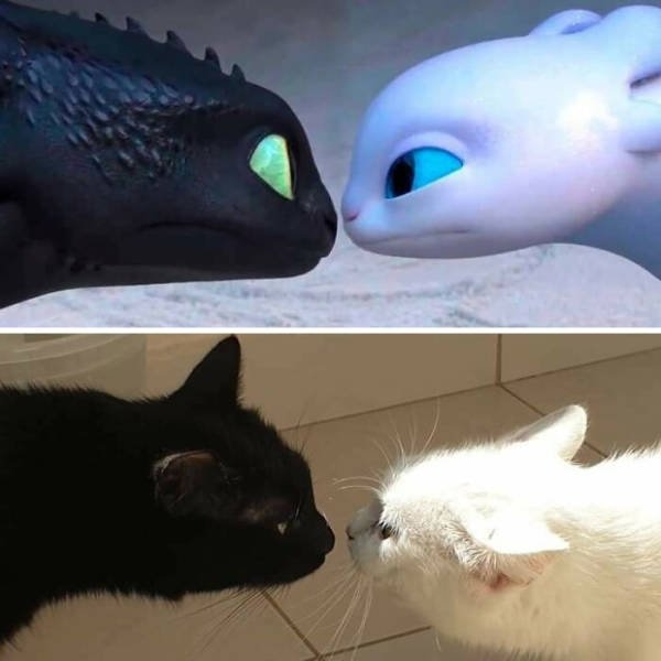 funnycats_018