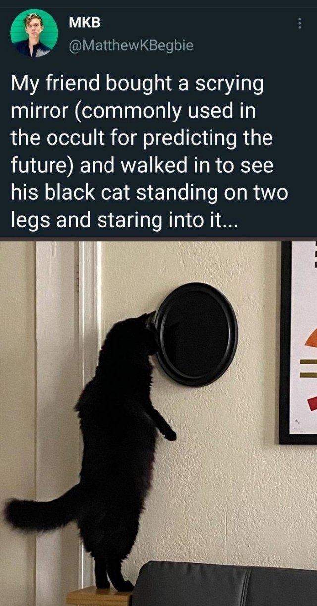 funnycats_019
