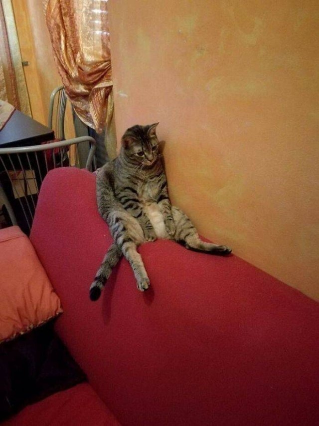 funnycats_020