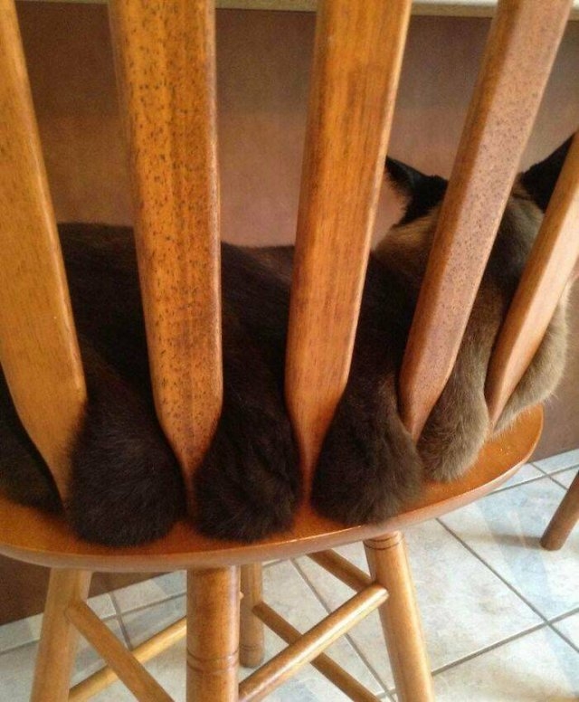 funnycats_021