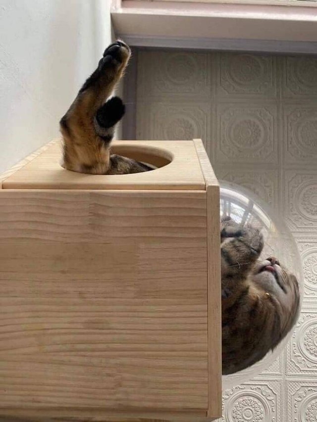 funnycats_022