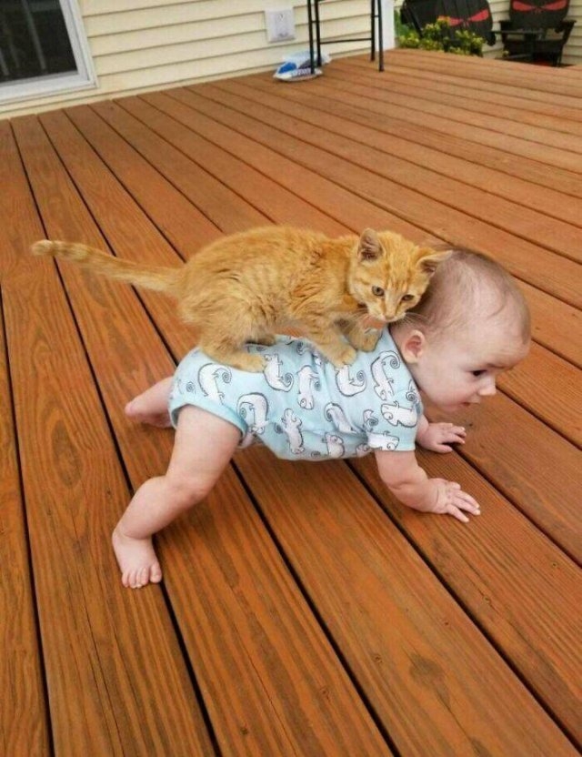 funnycats_023