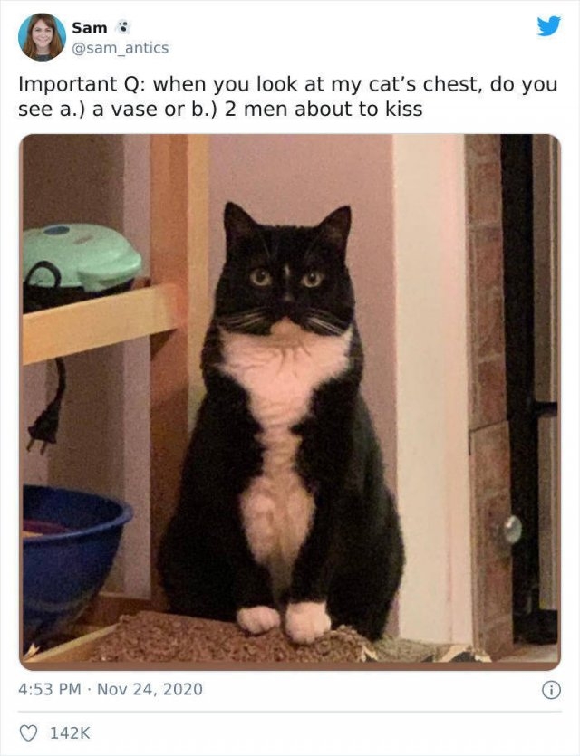funnycats_024