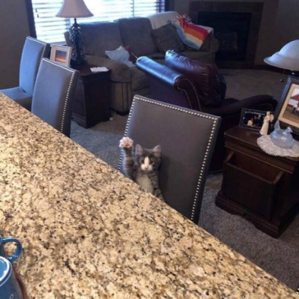 funnycats_025