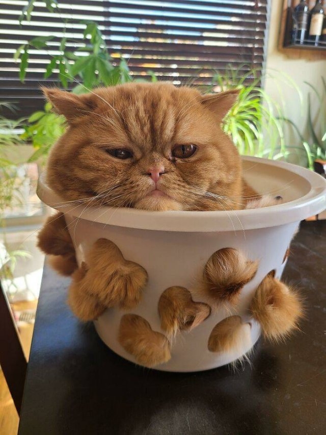 funnycats_026