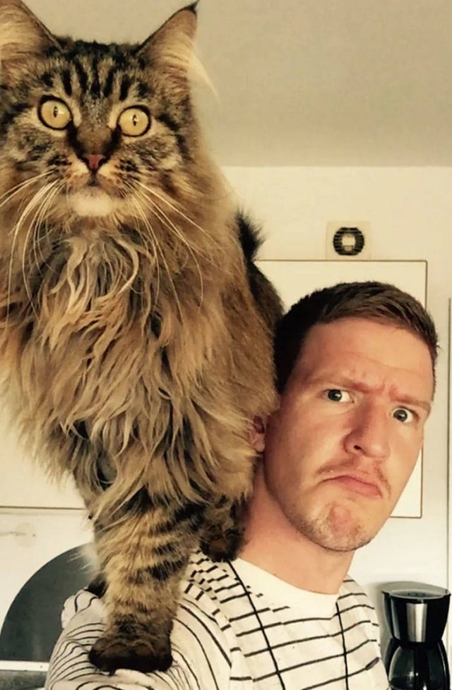funnycats_027