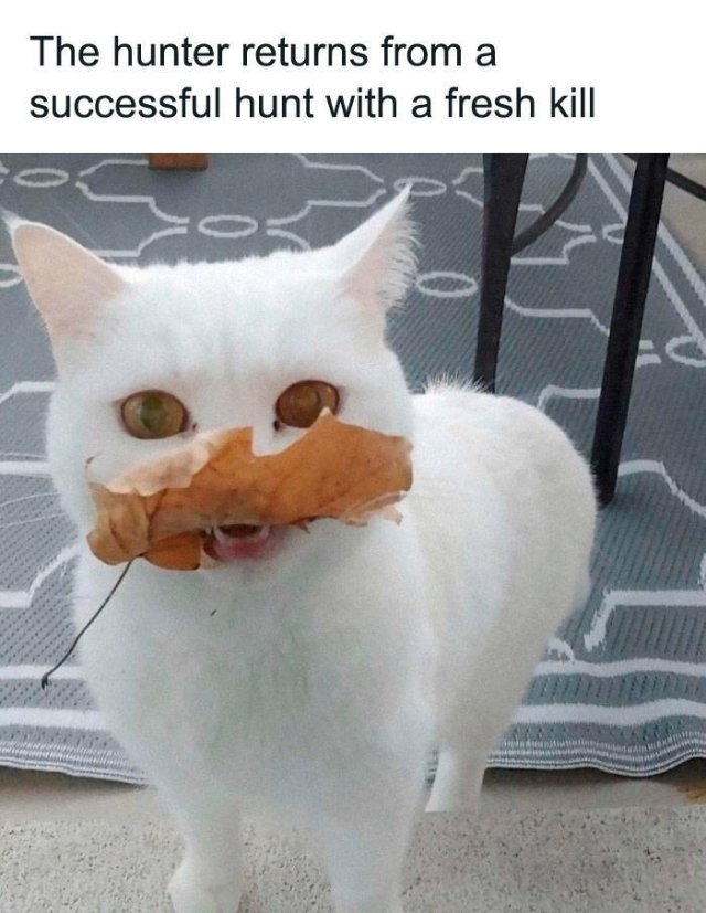 funnycats_028