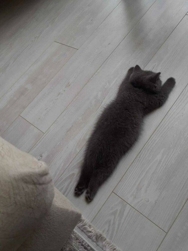 funnycats_029
