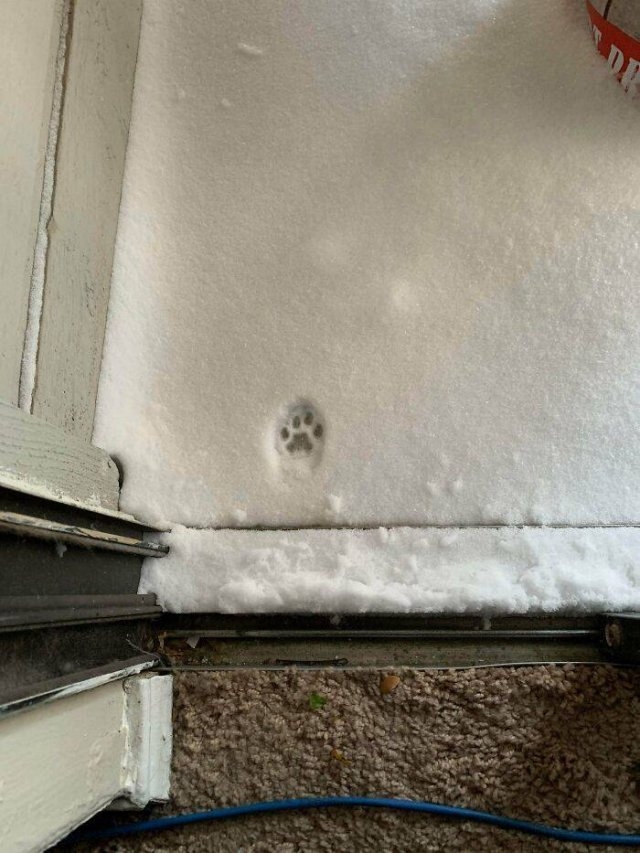 funnycats_030
