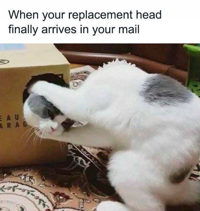 funnycats_031