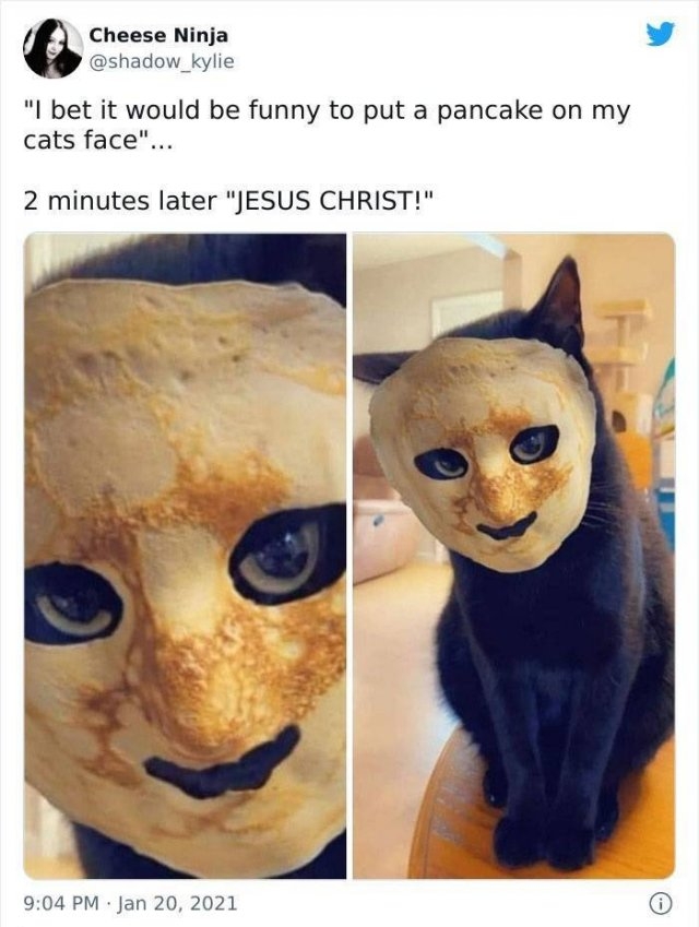 funnycats_033