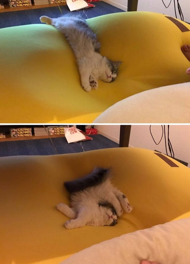 funnycats_035