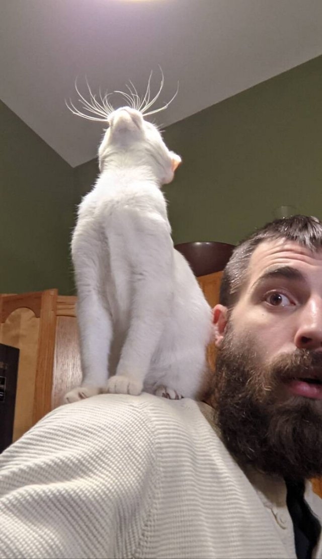 funnycats_036