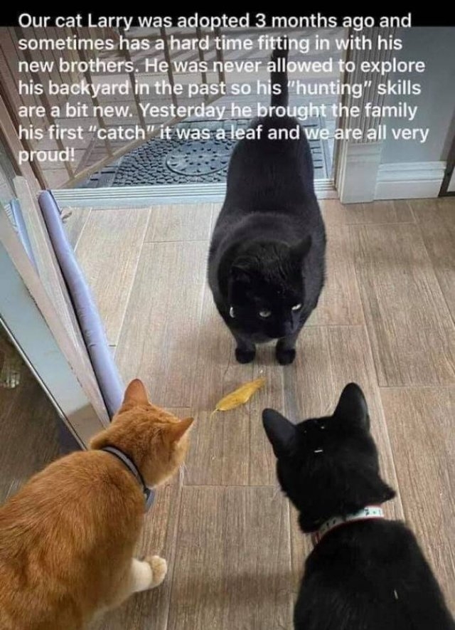 funnycats_037