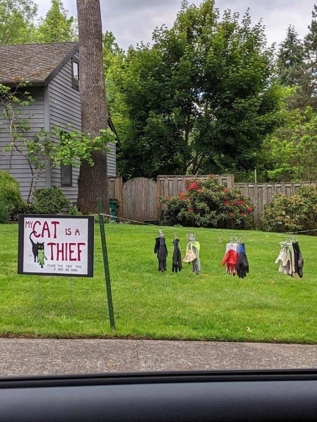 funnycats_038