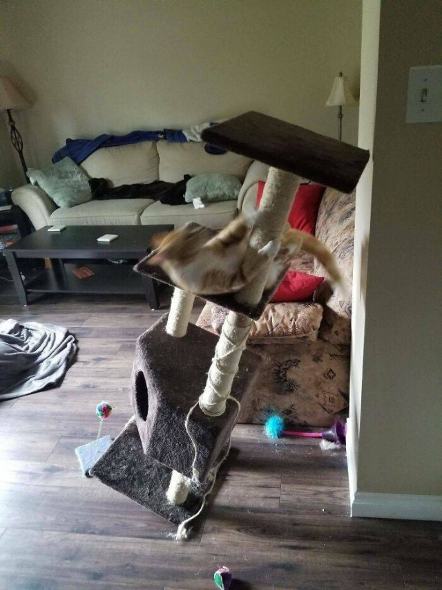 funnycats_039