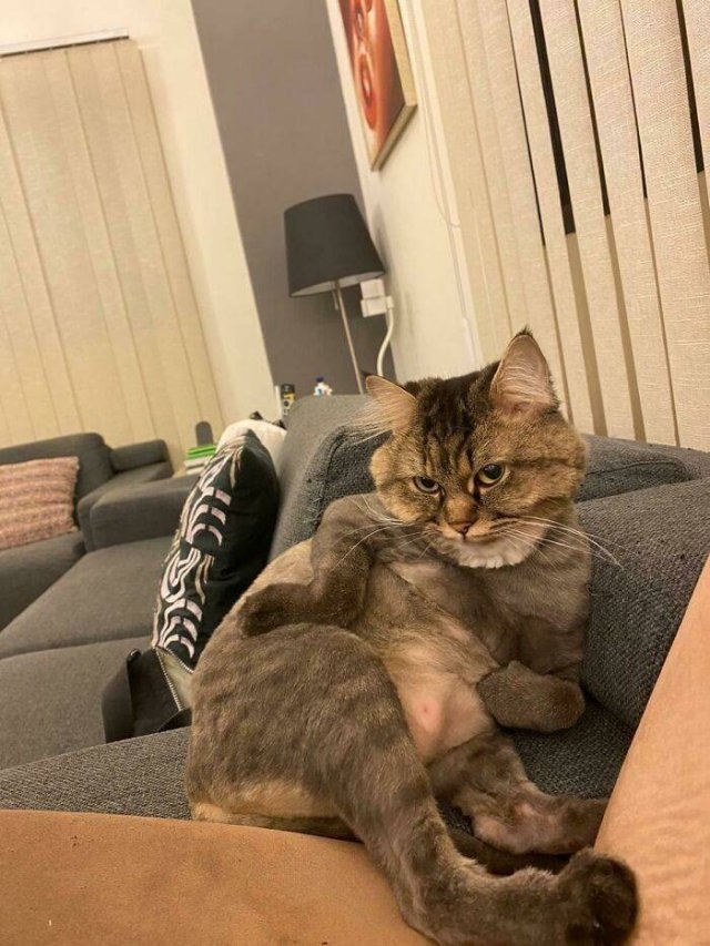 funnycats_040