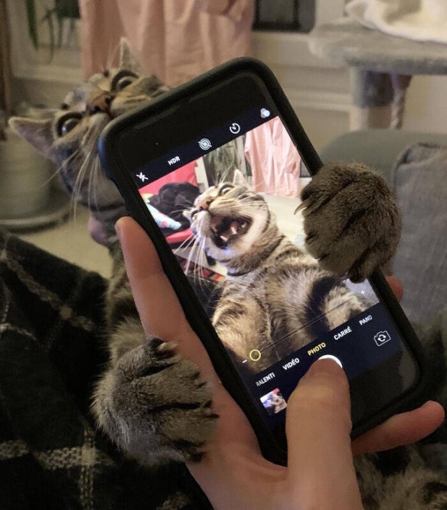 funnycats_041