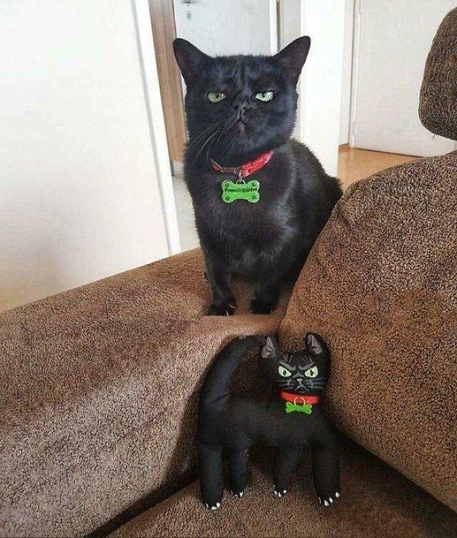 funnycats_042