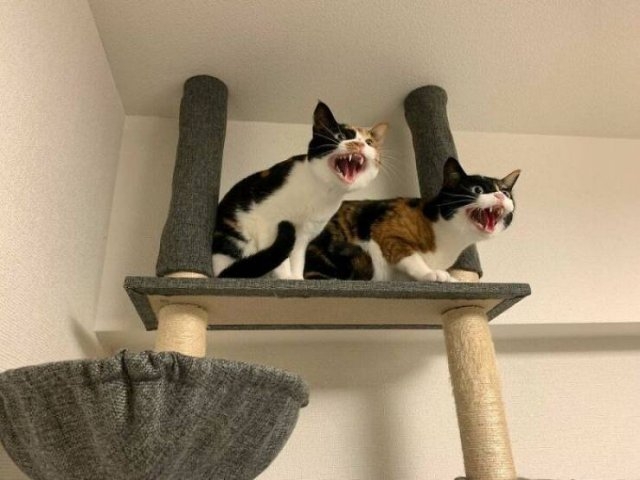 funnycats_043