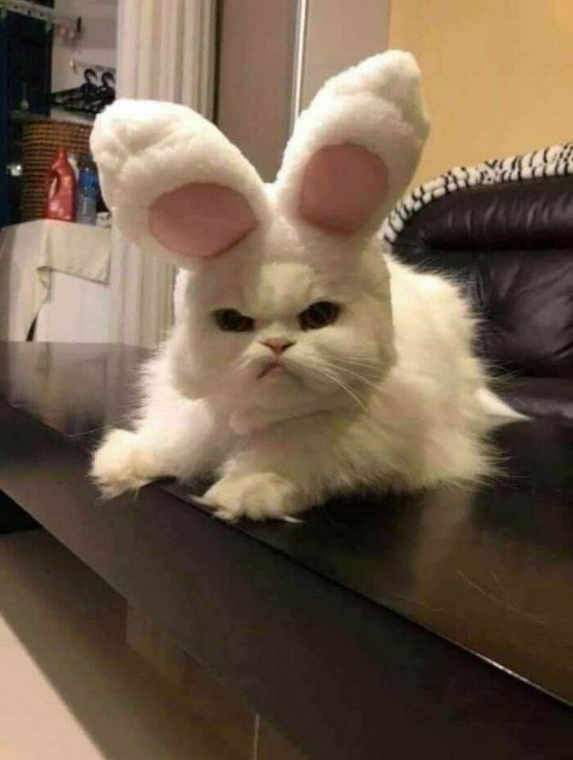funnycats_044