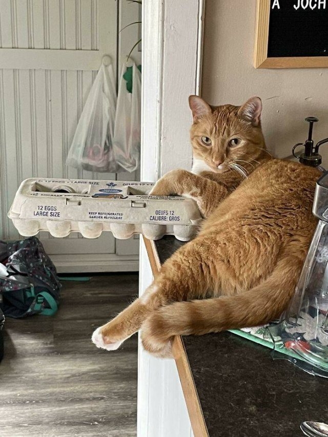 funnycats_045