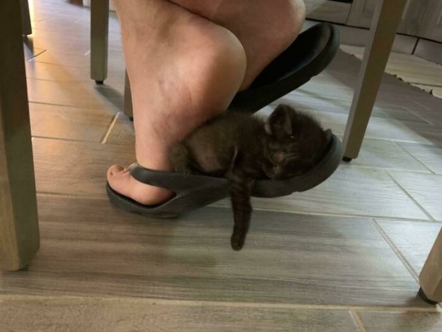 funnycats_046