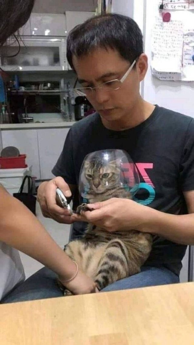 funnycats_047