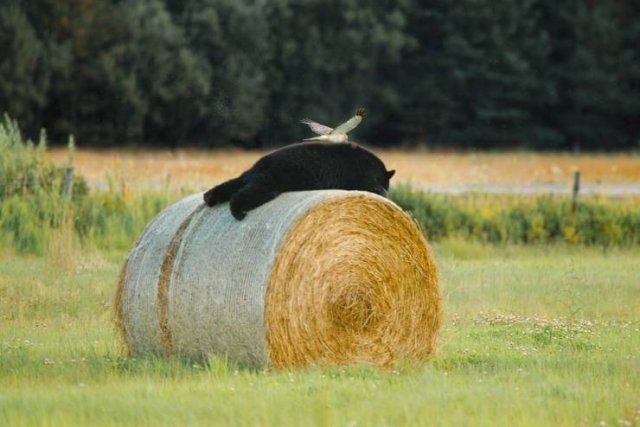 randompics399_065