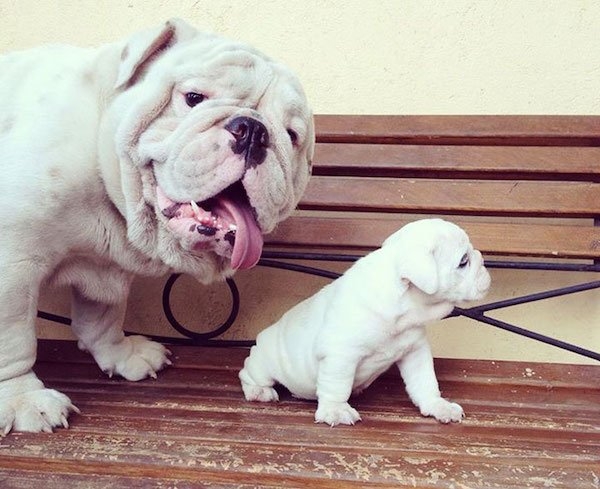 bulldogs_001