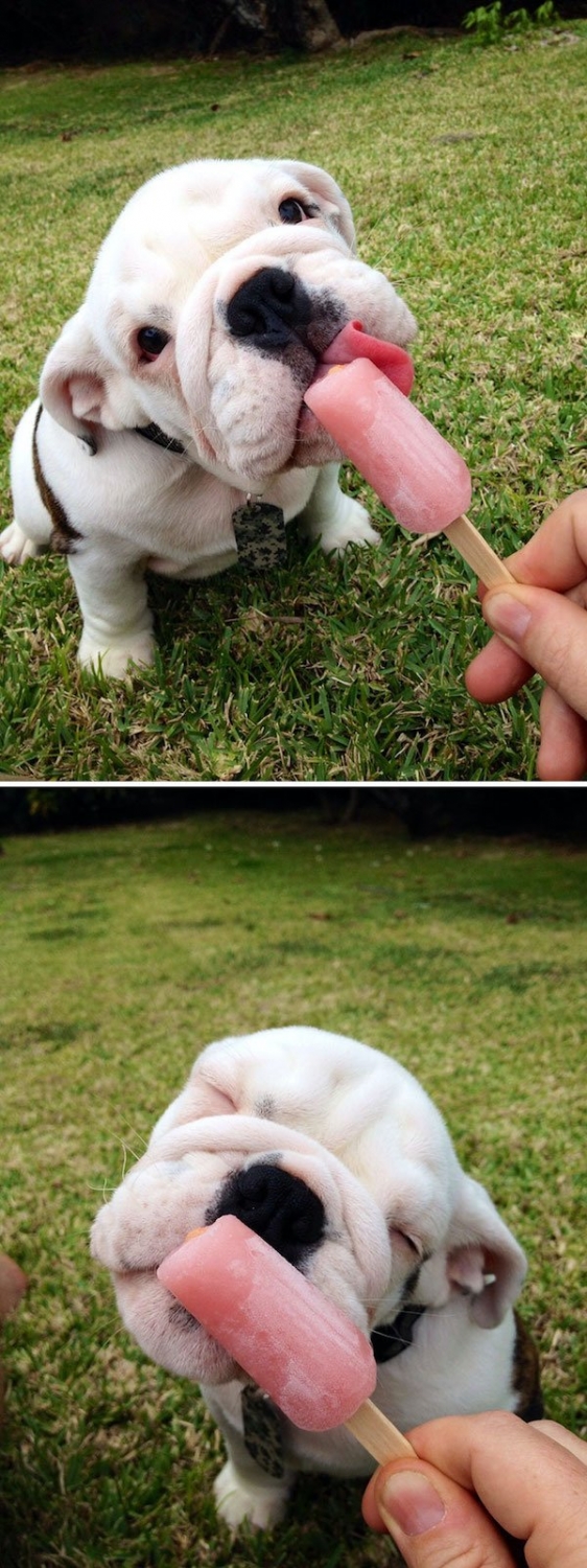 bulldogs_002