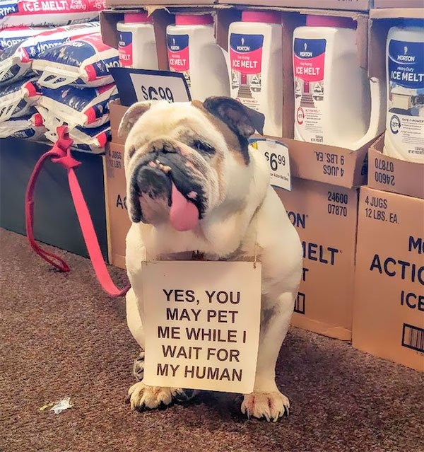 bulldogs_003