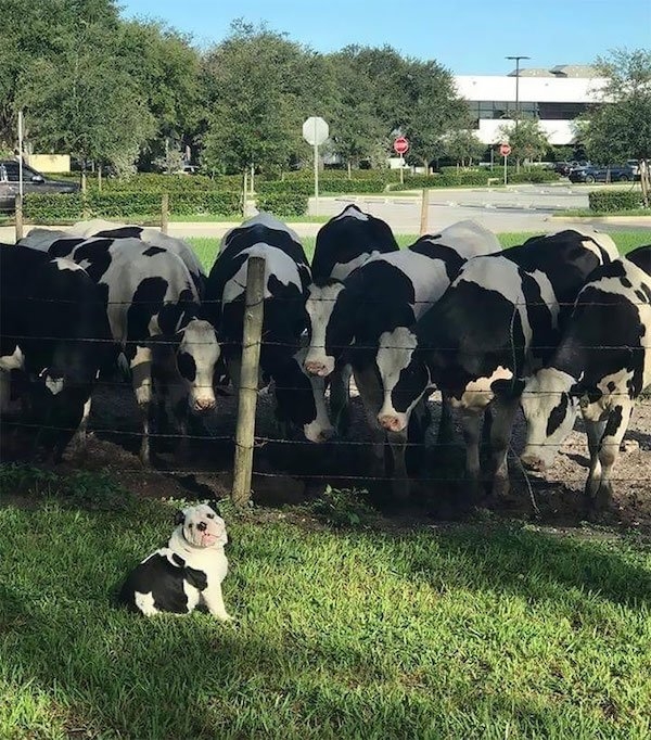 bulldogs_004