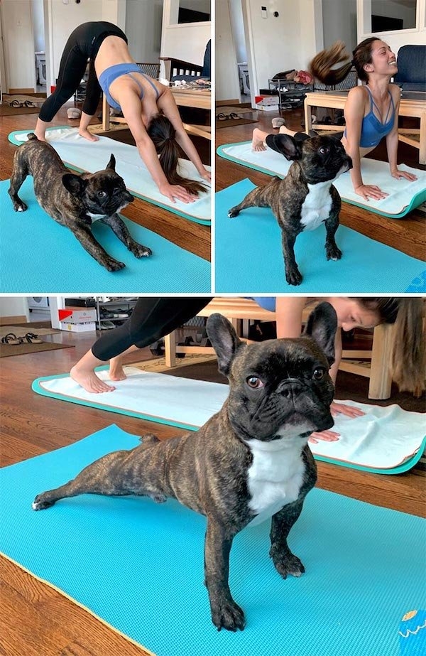 bulldogs_005