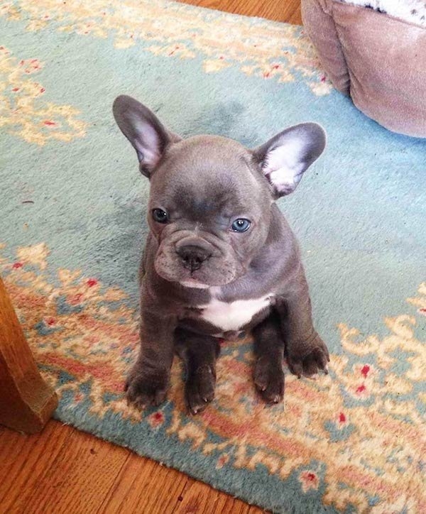 bulldogs_006