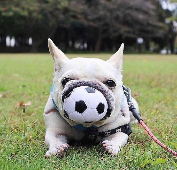 bulldogs_007
