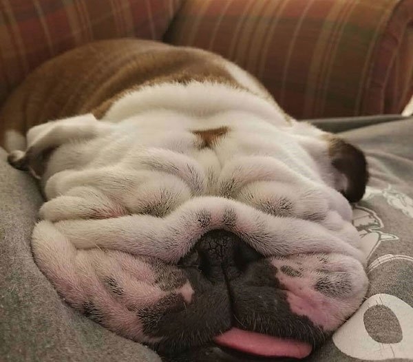 bulldogs_009