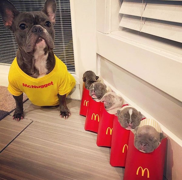 bulldogs_010