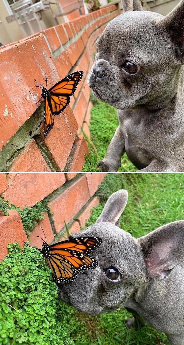 bulldogs_011