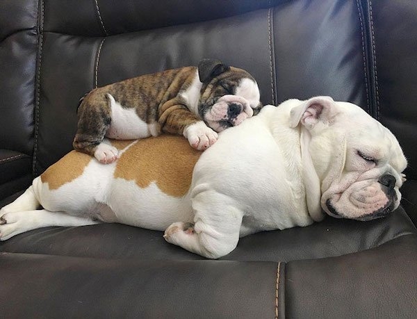 bulldogs_012