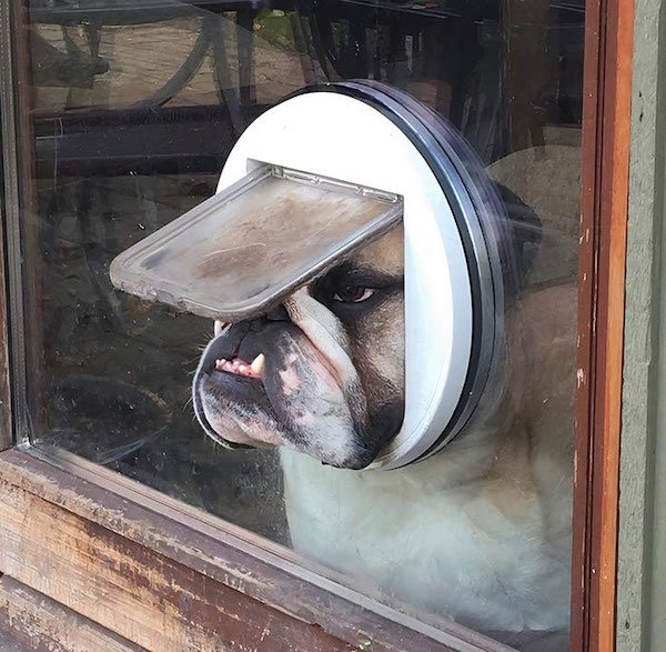 bulldogs_013