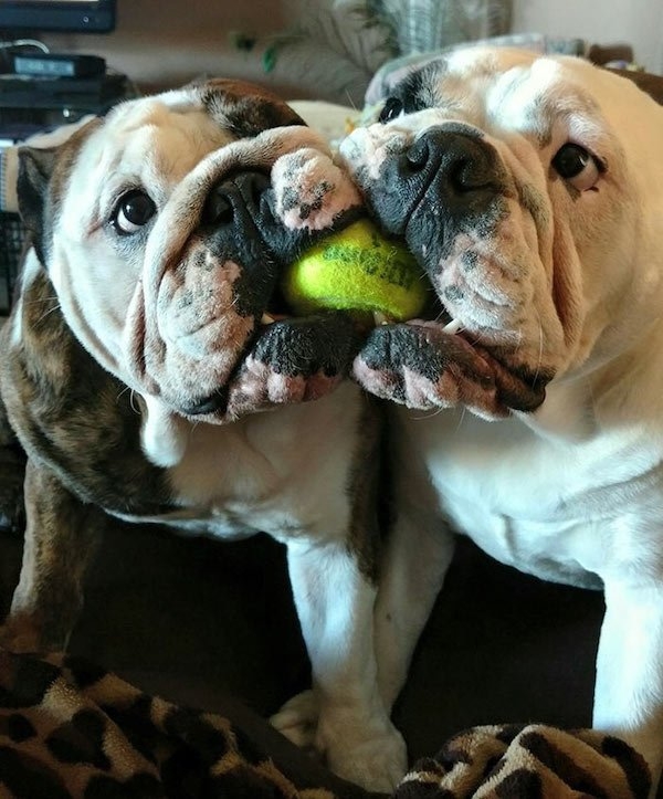 bulldogs_015