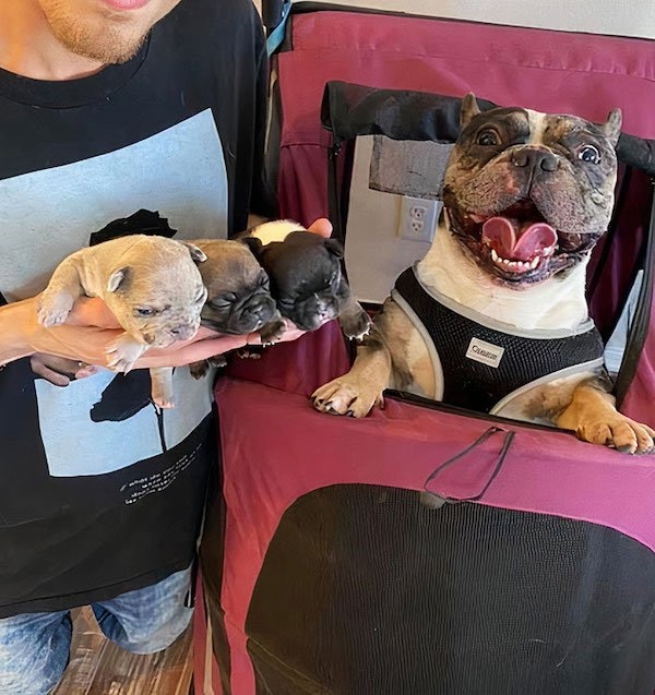 bulldogs_016