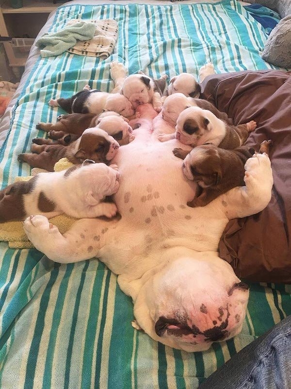 bulldogs_019