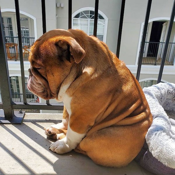 bulldogs_020