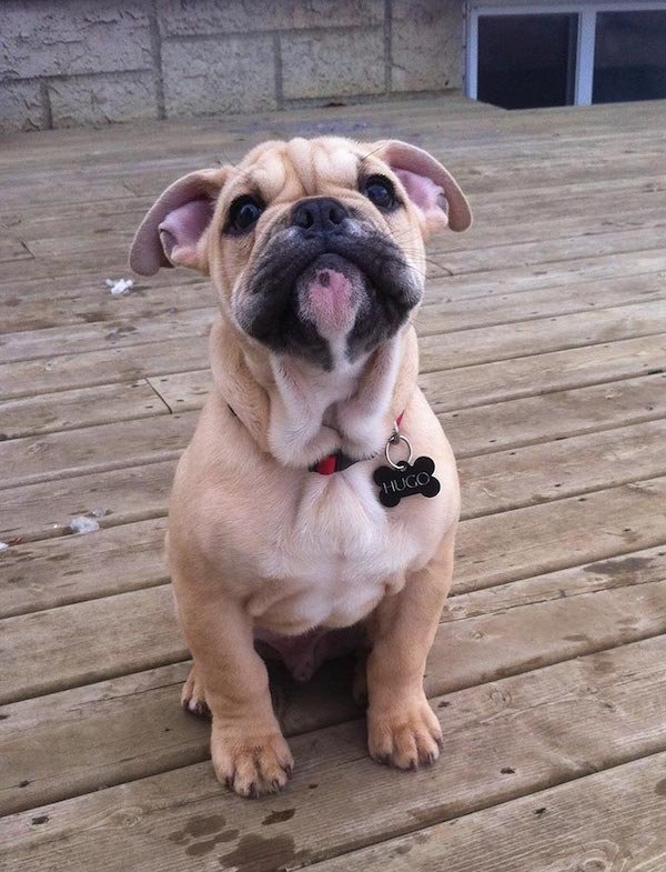 bulldogs_021
