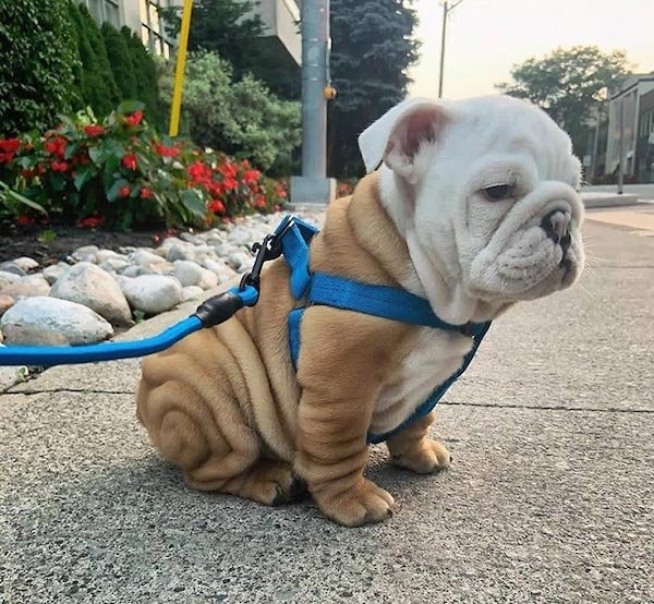 bulldogs_023
