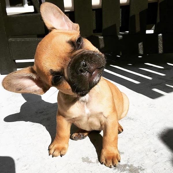 bulldogs_024