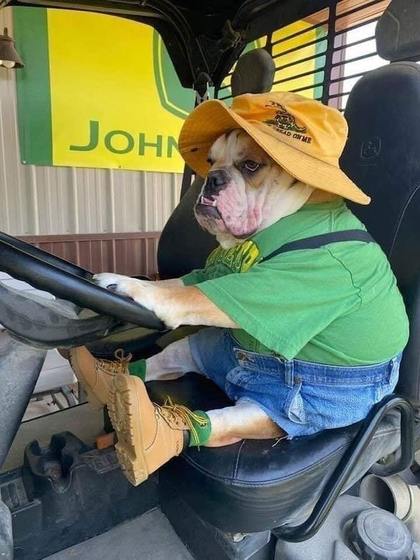 bulldogs_025