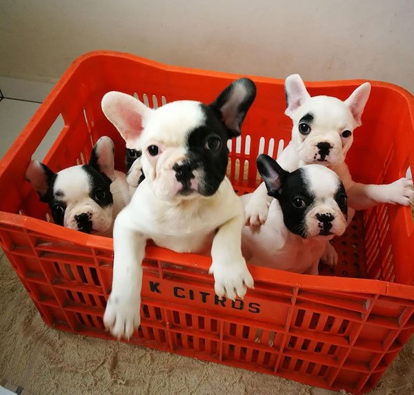 bulldogs_026